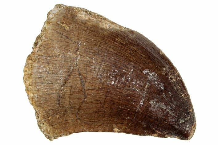 Fossil Mosasaur (Prognathodon) Tooth - Morocco #249806